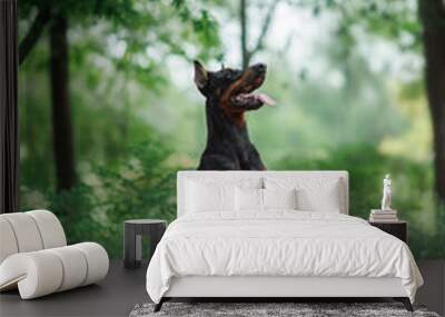 Doberman pinscher dog in the park Wall mural