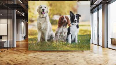 dog pet Golden Retriever Spaniel Border Collie Wall mural