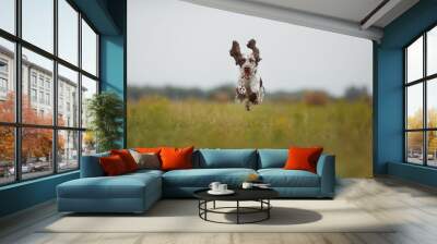 
english springer spaniel in the field Wall mural