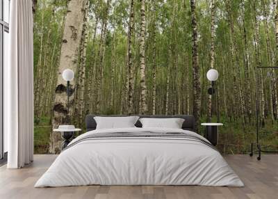 Summer day in a birch grove Wall mural