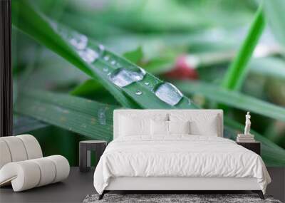 Dew drops on green grass Wall mural