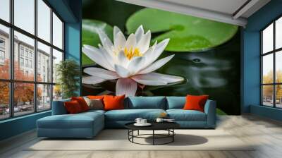 Clean ideal white nymphaea or water lily one flower macro shot and green leafs in water of garden pond Wall mural