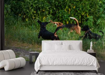 three cheerful hunting dogs - brown beagle, black dachshund and black pincher dog playing outside near the dirt road Wall mural