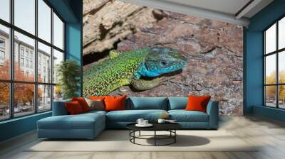 green lizard on a tree Wall mural