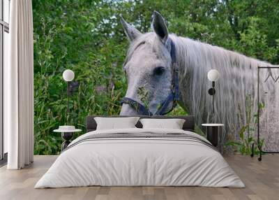 Portrait of grey horse in the green garden Wall mural