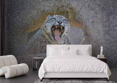 Shart fangs of snow leopard Wall mural