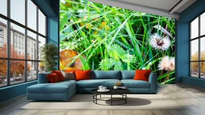 grass in drops of morning dew Wall mural