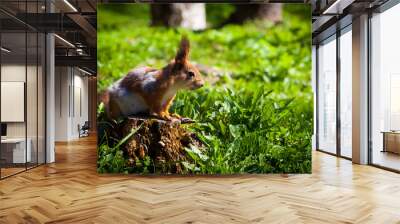 Squirrel on a stump Wall mural