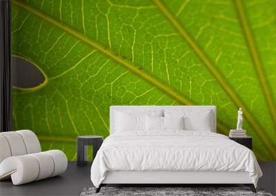 sheet green background nature flora flower  Wall mural