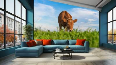 brown calf eating green grass, under the blue sky Wall mural