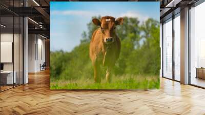 young calf grazing on a green meadow, under the open sky Wall mural