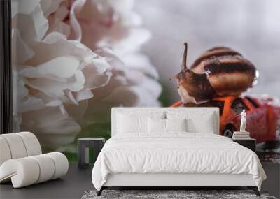 closeup of a brown grape snail. snail rides in a red car. the snail goes on a journey. a snail on a toy car goes on a journey. snail on the background of a white peony. snail journey in the summer gar Wall mural