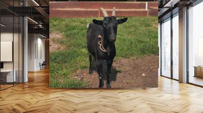 Black goat with horns in the village Wall mural