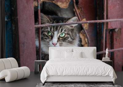 Fluffy gray green-eyed cat sticks out of leans out of a hole in the wall Wall mural