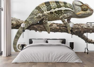 A chameleon sitting on a branch with its mouth open. Suitable for nature and wildlife concepts Wall mural