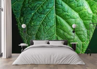 A close-up shot of a green leaf against a black background Wall mural