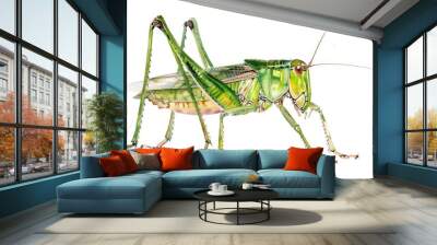 A colorful illustration of a grasshopper in a natural environment, suitable for educational or decorative purposes Wall mural