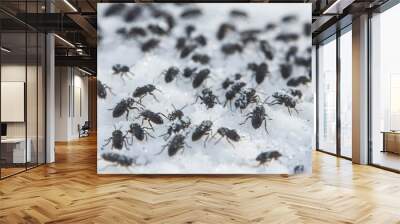 Black bugs walking across a snowy landscape. Suitable for winter themes Wall mural