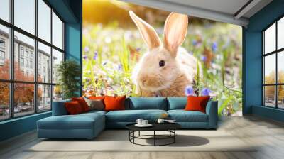 a glade of blue spring flowers with a little fluffy red rabbit, an Easter bunny, a hare on a meadow Wall mural