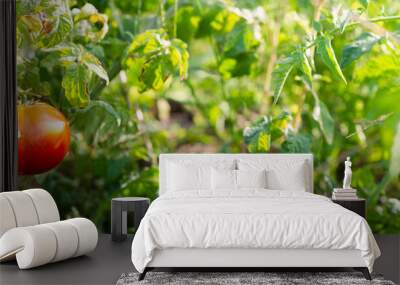 Medium ripening tomato on the background of the beds. The concept of ripening autumn fruits. Selective focus. Photo banner. Wall mural