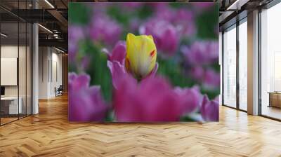 pink tulip flower Wall mural