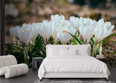 spring crocus flowers Wall mural