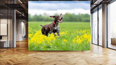 A short-haired German Hound dog breed runs towards a green field with yellow flowers. Wall mural