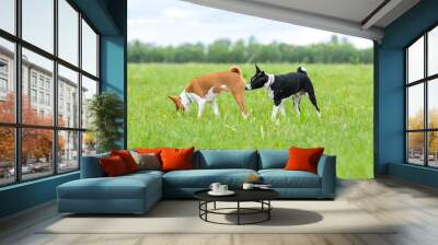 Black and white basenji dog sniffing a red and white basenji on a walk in a green field Wall mural