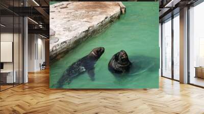 Two seals swimming near a rocky platform in green water Wall mural