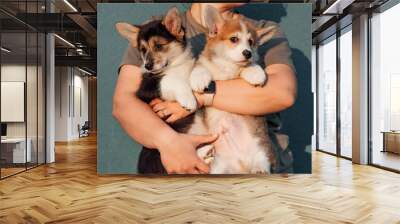 Cropped photo of middle-aged woman standing on blue background, holding two plump puppies of dog welsh pembroke corgi. Wall mural