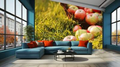 Blurred fresh apples in basket and on grass. August, autumn harvesting concept. Farming, orchard, apple picking, fall season Wall mural