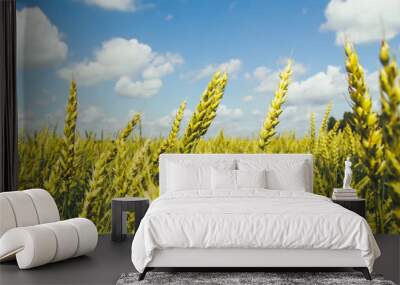 Wheat field against blue cloudy sky. Closeup of wheat spikes. Farming and grain concept. Agriculture, crop, harvest, august Wall mural