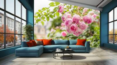 pink roses in garden Wall mural