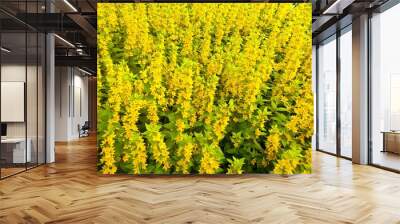 yellow flowers background Wall mural