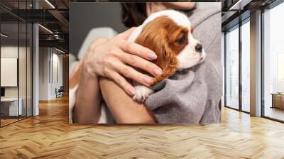 Cute King Charles Spaniel puppy dog sitting confortably in the arms of the mistress - close up Wall mural