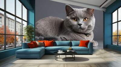 A grey cat with yellow eyes is laying on a grey surface Wall mural