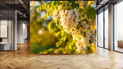 beautiful acacia blooms in the sun in the spring Wall mural