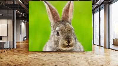 Beautiful funny grey rabbit on a natural green background Wall mural