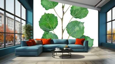 watercolor common aspen or eurasian aspen branch. populus tremula isolated on white background. hand Wall mural