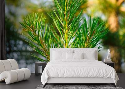 close-up - coniferous twig with pine green needles in the forest on a summer day Wall mural