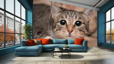 A frightened cat with big black eyes is lying on the couch. She shrank and was afraid to shake with fear. Wall mural