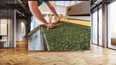 Man works at tea processing line. Wall mural