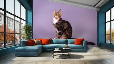 Incredibly beautiful tricolor cat.
Expressive bright green eyes in a tortoiseshell cat.
Tricolor little cat with bright green eyes Wall mural