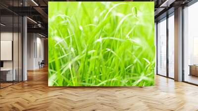 green grass texture. background of green grass with selective focus. Wall mural