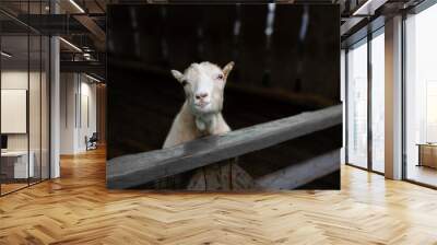 Goat looks at the camera on a black background Wall mural