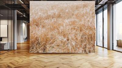 Wheat field. Ears of golden wheat close up. Beautiful Nature Landscape. Background of ripening ears of meadow wheat field. Rich harvest Wall mural