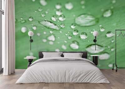 Close-up of a morning green leaf and water drops on it. Wall mural