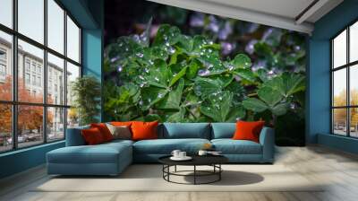 water drops on a leaf Wall mural