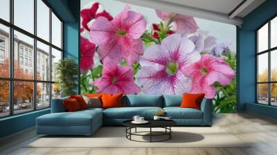 Petunia Primula azalea bright summer colorful flora love petal petunia floral bouquet roses white green blossom beauty garden flower red flowers rose pink bloom nature plant  Wall mural