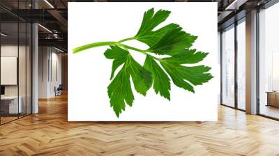 a bunch of lettuce parsley, isolate for clipping on a white background Wall mural